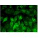 CstF-77 Antibody (G-5) - Immunofluorescence - Image 300853 
