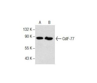 CstF-77 Antibody (G-5) - Western Blotting - Image 157476 
