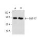 CstF-77 Antibody (G-5) - Western Blotting - Image 157476 