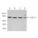 CstF-77 Antibody (G-5) - Western Blotting - Image 369894
