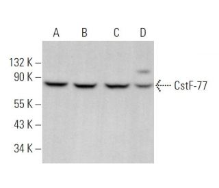 CstF-77 Antibody (G-5) - Western Blotting - Image 369894 