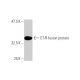 western blotting image from recommended CT-R (2F7) monoclonal antibody replacement. Image 348448
