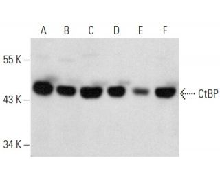 CtBP Antibody (C-1) - Western Blotting - Image 354374 
