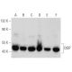 western blotting image from recommended CtBP (E-12) monoclonal antibody replacement. Image 354375