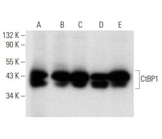 CtBP1 Antibody (G-6) - Western Blotting - Image 311958 