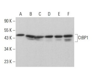 CtBP1 Antibody (G-6) - Western Blotting - Image 380882