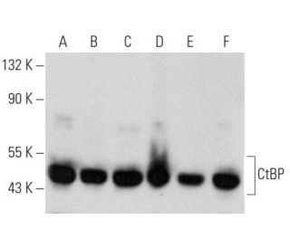 western blotting image from recommended CtBP (E-12) monoclonal antibody replacement. Image 354375