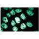 CTCF Antibody (48) - Immunofluorescence - Image 133613