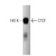 CTCF Antibody (48) - Western Blotting - Image 127486 