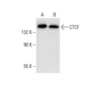 CTCF Antibody (B-5) - Western Blotting - Image 301431 