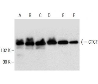 CTCF Antibody (C-9) - Western Blotting - Image 301430 