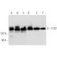 CTCF Antibody (C-9) - Western Blotting - Image 301430 