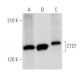 CTCF Antibody (C-9) - Western Blotting - Image 354695