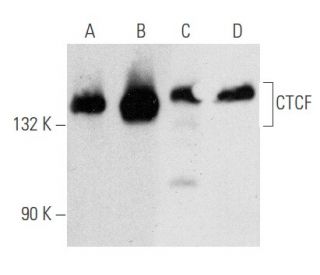 western blotting image from recommended CTCF (G-8) monoclonal antibody replacement. Image 354693