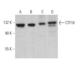 CTF18 Antibody (B-7) - Western Blotting - Image 373996 