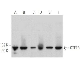 CTF18 Antibody (F-1) - Western Blotting - Image 370037 