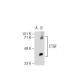 CTGF Antibody (6B13) - Western Blotting - Image 41830 