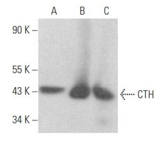 CTH Antibody (D-12) - Western Blotting - Image 355161 