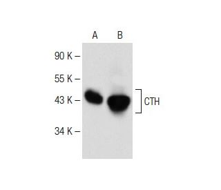 CTH Antibody (F-1) - Western Blotting - Image 149503 