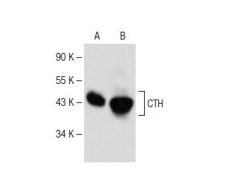western blotting image from recommended CTH (F-1) monoclonal antibody replacement. Image 149503