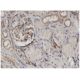 CTHRC1 Antibody (1G12) - Immunohistochemistry - Image 346153 