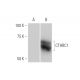 CTHRC1 Antibody (1G12) - Western Blotting - Image 347635 