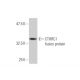 CTHRC1 Antibody (1G12) - Western Blotting - Image 350326
