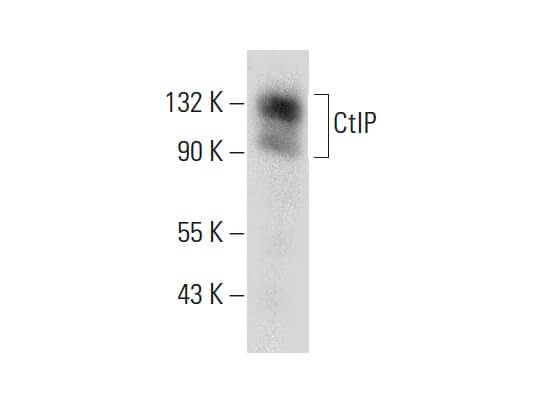Anti-CtIP Antibody (D-4) | SCBT - Santa Cruz Biotechnology