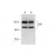 western blotting image from recommended CtIP (D-4) monoclonal antibody replacement. Image 296902