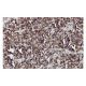 CTL2 Antibody (F7) - Immunohistochemistry - Image 36363 