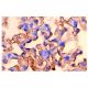 CTLA-4 Antibody (1B8) - Immunohistochemistry - Image 4789