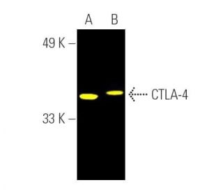 CTLA-4 Antibody (F-8) - Western Blotting - Image 391449Each CRISPR/Cas9 Knockout (KO) Plasmid product consists of a pool of 3 plasmids designed to ensure identification and cleavage of a specific gene for maximum knockout efficiency. Each plasmid encodes a unique 20 nt sequence derived from the GeCKO (v2) library.