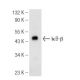 IκB-β (S-20): sc-946. Western blot analysis of IκB-β expression in CTLL-2 whole cell lysate.