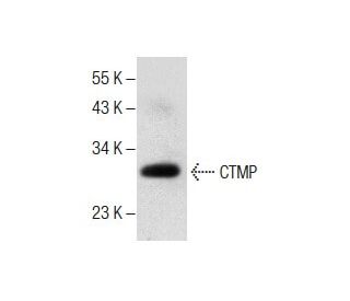 CTMP Antibody (H-10) - Western Blotting - Image 287828 