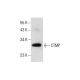 CTMP Antibody (H-10) - Western Blotting - Image 287828 