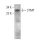 CTMP Antibody (H-10) - Western Blotting - Image 379569