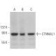 CTNNAL1 Antibody (A-4) - Western Blotting - Image 379262 
