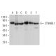 CTNNBL1 Antibody (A-11) - Western Blotting - Image 376398