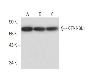 CTNNBL1 Antibody (A-5) - Western Blotting - Image 303746 
