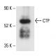 CTP Antibody (C-12) - Western Blotting - Image 404827 