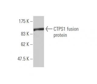 western blotting image from recommended CTPS1 (2G7-1D10) monoclonal antibody replacement. Image 348464