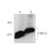 CTRB1/2 Antibody (B-3) - Western Blotting - Image 319555