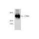 CTRB1/2 Antibody (D-5) - Western Blotting - Image 295761 