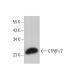 CTRB1/2 Antibody (D-5) - Western Blotting - Image 376386 