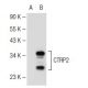 CTRP2 Antibody (10B8) - Western Blotting - Image 109409 