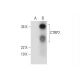 CTRP2 Antibody (B-3) - Western Blotting - Image 290891