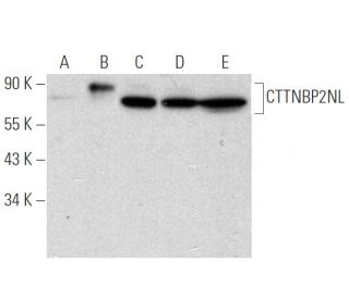 CTTNBP2NL Antibody (F-7) - Western Blotting - Image 316262 