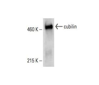 cubilin Antibody (A-4) - Western Blotting - Image 394773