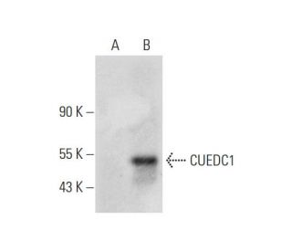CUEDC1 Antibody (G-4) - Western Blotting - Image 298592 
