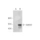 CUEDC1 Antibody (G-4) - Western Blotting - Image 298592 